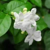 Fragrant Arabic Jasmine Bush Live Plant – 8-10 Inch Tall in 4-Inch Pot, Easy to Grow