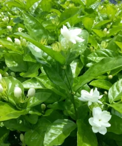 Fragrant Arabic Jasmine Bush Live Plant – 8-10 Inch Tall in 4-Inch Pot, Easy to Grow