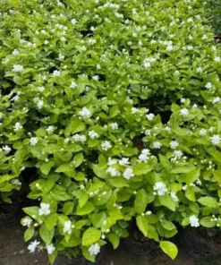 Fragrant Arabic Jasmine Bush Live Plant – 8-10 Inch Tall in 4-Inch Pot, Easy to Grow