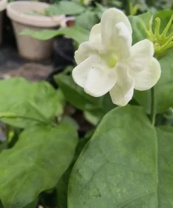 Fragrant White Arabic Jasmine Live Plant – Half-Gallon Pot, Easy to Grow Bush