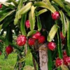 Fresh Red Dragon Fruit Tree – Live Plant in 4in Pot – Fast Growing
