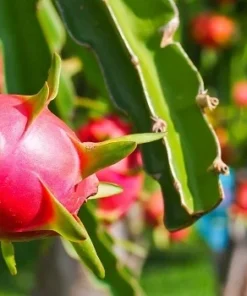 Fresh Red Dragon Fruit Tree – Live Plant in 4in Pot – Fast Growing