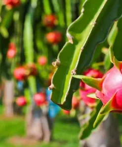 Fresh Red Dragon Fruit Tree – Live Plant in 4in Pot – Fast Growing