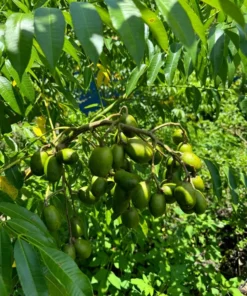 Fresh Thai June Plum Fruits From Florida 10 Pounds Per Order (Free Shipping Overnight to your front door).
