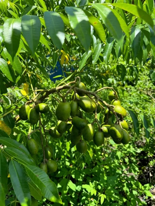 Fresh Thai June Plum Fruits From Florida 10 Pounds Per Order (Free Shipping Overnight to your front door).