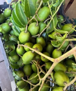 Fresh Thai June Plum Fruits From Florida 10 Pounds Per Order (Free Shipping Overnight to your front door).