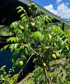 Fresh Thai June Plum Fruits From Florida 10 Pounds Per Order (Free Shipping Overnight to your front door).