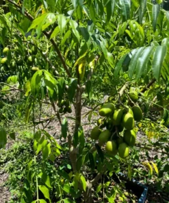 Fresh Thai June Plum Fruits From Florida 10 Pounds Per Order (Free Shipping Overnight to your front door).