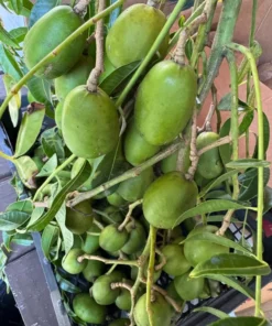 Fresh Thai June Plum Fruits From Florida 10 Pounds Per Order (Free Shipping Overnight to your front door).