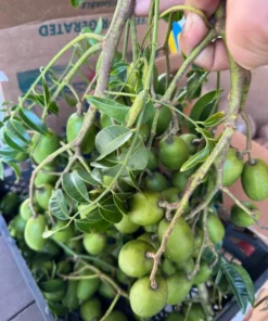 Fresh Thai June Plum Fruits From Florida 10 Pounds Per Order (Free Shipping Overnight to your front door).