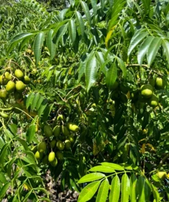 Fresh Thai June Plum Fruits From Florida 10 Pounds Per Order (Free Shipping Overnight to your front door).