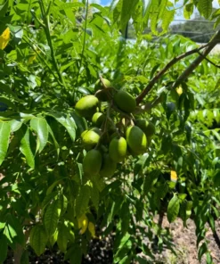 Fresh Thai June Plum Fruits From Florida 10 Pounds Per Order (Free Shipping Overnight to your front door).