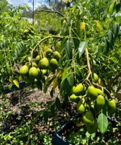 Fresh Thai June Plum Fruits From Florida 10 Pounds Per Order (Free Shipping Overnight to your front door).