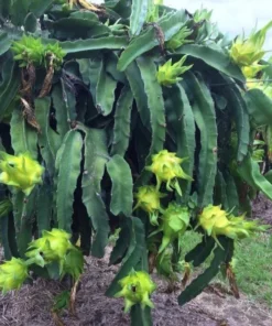 Fresh Yellow Dragon Fruit Tree – Live Plant in 4in Pot – Fast Growing
