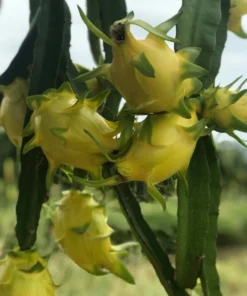 Fresh Yellow Dragon Fruit Tree – Live Plant in 4in Pot – Fast Growing