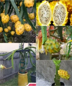 Fresh Yellow Dragon Fruit Tree – Live Plant in 4in Pot – Fast Growing