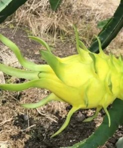 Fresh Yellow Dragon Fruit Tree – Live Plant in 4in Pot – Fast Growing