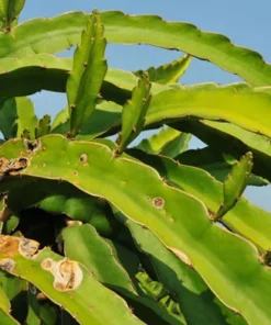 Fresh Yellow Dragon Fruit Tree – Live Plant in 4in Pot – Fast Growing