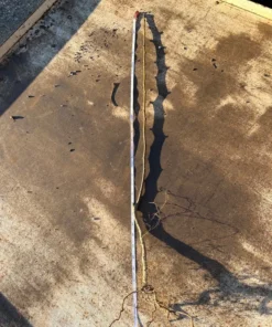 Gala Apple Trees Bareroot 2-3 Feet Tall