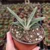 Gasteria Little Warty Succulent Live Plant - 4'' Pot