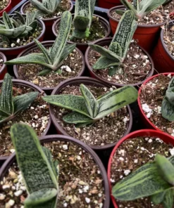 Gasteria Little Warty Succulent Live Plant - 4'' Pot