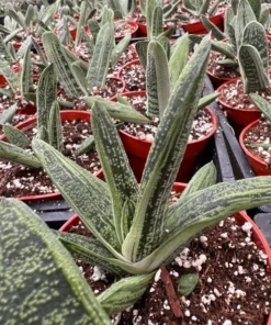 Gasteria Little Warty Succulent Live Plant - 4'' Pot