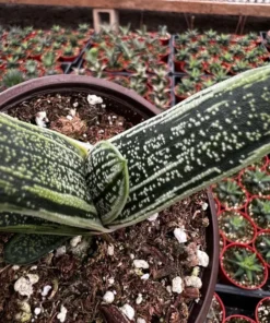 Gasteria Little Warty Succulent Live Plant - 4'' Pot