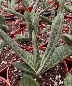 Gasteria Little Warty Succulent Live Plant - 4'' Pot