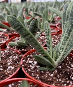 Gasteria Little Warty Succulent Live Plant - 4'' Pot