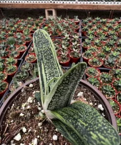 Gasteria Little Warty Succulent Live Plant - 4'' Pot