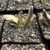 Gasteria Sakura Fuji Variegated Hybrid Succulent 3.5" Pot | Rare Plant
