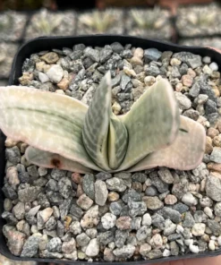Gasteria Sakura Fuji Variegated Hybrid Succulent 3.5" Pot | Rare Plant