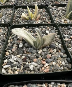 Gasteria Sakura Fuji Variegated Hybrid Succulent 3.5