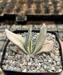 Gasteria Sakura Fuji Variegated Hybrid Succulent 3.5