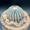 Geohintonia Mexicana Cactus Rare Exotic Plant 4" Bare Root