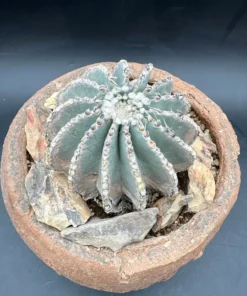 Geohintonia Mexicana Cactus Rare Exotic Plant 4
