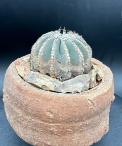 Geohintonia Mexicana Cactus Rare Exotic Plant 4
