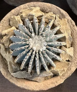 Geohintonia Mexicana Cactus Rare Exotic Plant 4