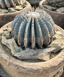 Geohintonia Mexicana Cactus Rare Exotic Plant 4