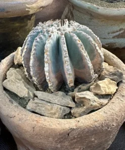 Geohintonia Mexicana Cactus Rare Exotic Plant 4