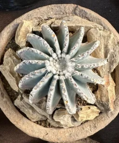 Geohintonia Mexicana Cactus Rare Exotic Plant 4