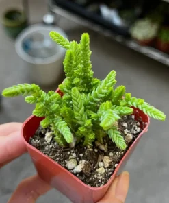 Giant Watch Chain, Princess Pine, Live Potted Succulent in 2" pot