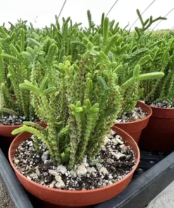 Giant Watch Chain, Princess Pine, Live Potted Succulent in 4" pot
