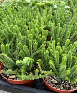 Giant Watch Chain, Princess Pine, Live Potted Succulent in 4" pot