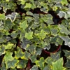Gold Child Ivy, Trailing Plant, Climbing Plant, Easy Care House Plant in 4'' pot