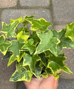 Gold Child Ivy, Trailing Plant, Climbing Plant, Easy Care House Plant in 4'' pot