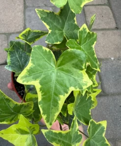 Gold Child Ivy, Trailing Plant, Climbing Plant, Easy Care House Plant in 4'' pot