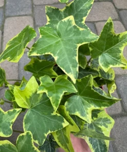 Gold Child Ivy, Trailing Plant, Climbing Plant, Easy Care House Plant in 4'' pot
