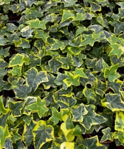 Gold Child Ivy, Trailing Plant, Climbing Plant, Easy Care House Plant in 4'' pot