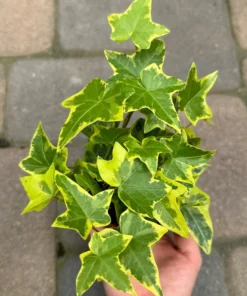 Gold Child Ivy, Trailing Plant, Climbing Plant, Easy Care House Plant in 4'' pot